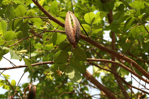 Cây Mức lông mềm. Wrightia pubescens R. Br. - Cây Thuốc Nam Quanh Ta